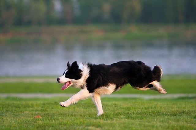 边牧当不了警犬有8大理由条条都很致命