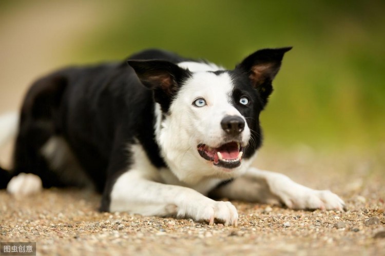 边牧当不了警犬有8大理由条条都很致命