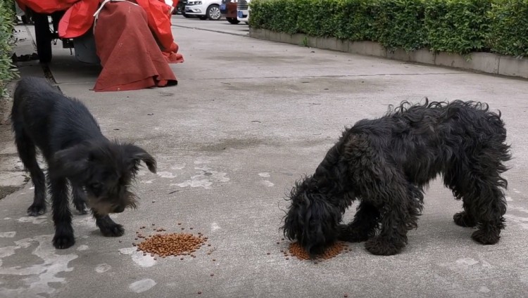 湖北：曾经备受宠爱的宠物狗如今为一口饭求人一路小伙：可惜