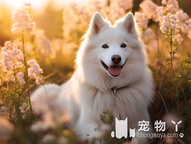 缉毒犬与宠物犬的区别是什么？