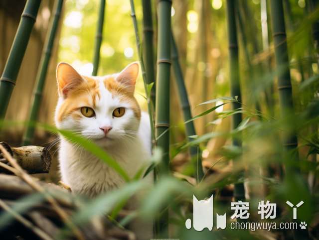 徐州喜猫喜狗宠物店：你家猫猫狗狗在这里能找到自己的宝藏吗?