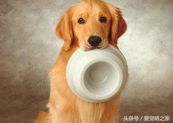 五大理由告诉你为什么狗狗要吃狗粮